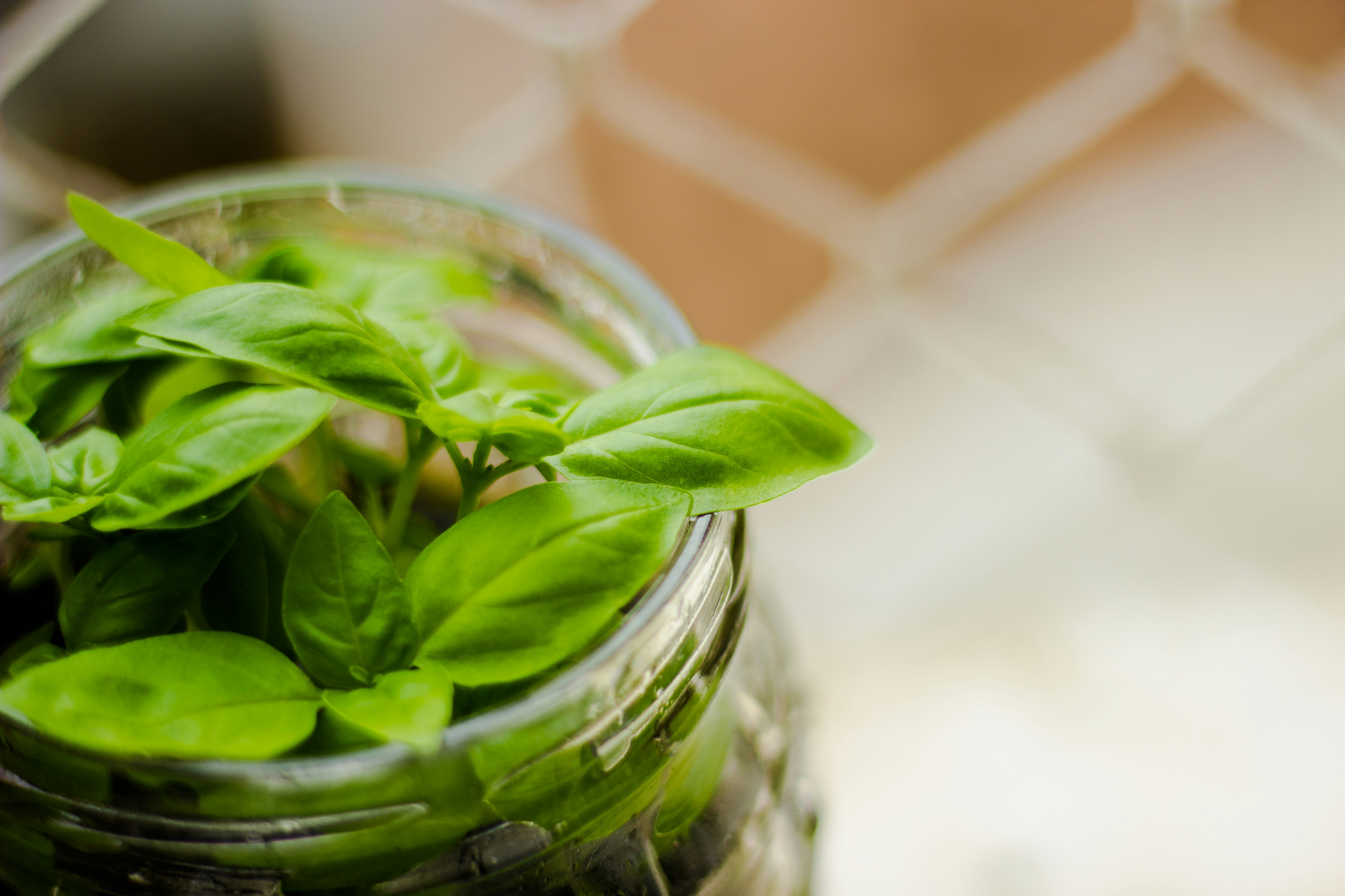 foodsaver jar sealer